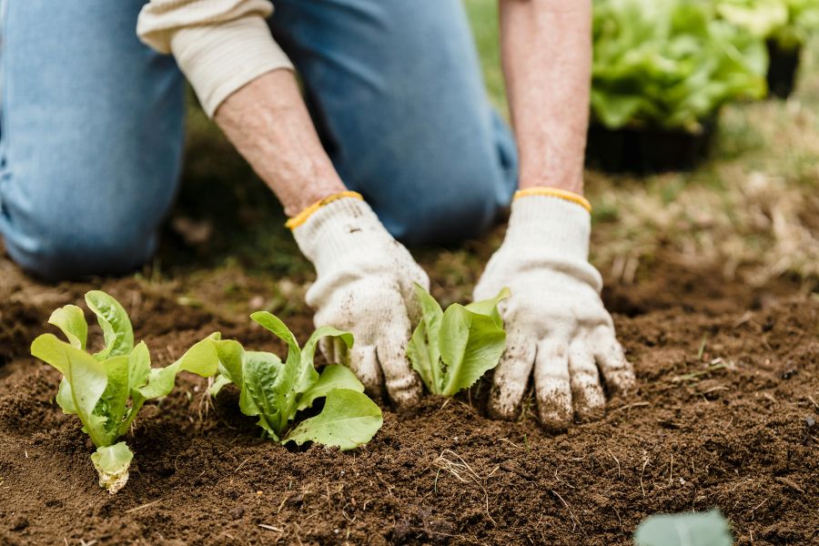 	Renewing India: The Regenerative Farming Revolution